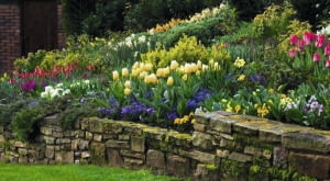Stone wall with border in the cottage garden planted with yellow Tulipa 'Sweetheart', Narcissus and blue Viola.
