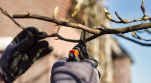 Przycinanie magnolii