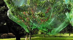 Germany, View of cherry tree covered with net