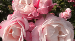 Róża ‘Zelmani’s Dream®’ hod. W. Kordes’ Söhne 2024