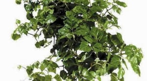 04.08.2009 WARSZAWA , DLA CZASOPISMA KWIETNIK CISSUS ROMBOILISTNY ( RHOICISSUS RHOMBOIDEA ) - ROSLINA DONICZKOWA ARANZACJA ANETA KOSIBA FOT. ARKADIUSZ SCICHOCKI / AGENCJA GAZETA PUBLIKACJA KWIETNIK NR 10 (178) - 10 2009 SLOWA KLUCZOWE: ROSLINA ZDJĘCIE DO WKŁADKI: PUBLIKACJA KWIETNIK NR 10 (178) - CZASOPISMA