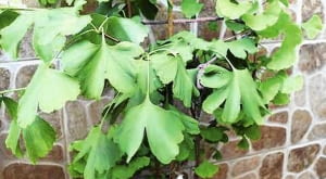 Miłorząb o dziwnie dużych liściach