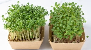 Rzerzucha na wielkanoc