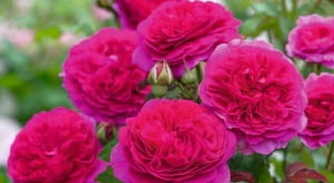 Róża 'Gabriel Oak®’ hod. David Austin Roses (2019)