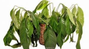 Zalany egzemplarz skrzydłokwiatu więdnie i wygląda, jakby został przesuszony.