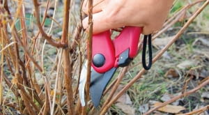 Hortensja drzewiasta Anabelle wymaga odmładzania - robi się to wiosną.