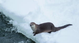 Wydra jest objęta w Polsce całkowitą ochroną. Choć wyjada ryby, nie wolno jej krzywdzić.