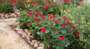 Róża ‘ZEPETI®’ syn. Meibenbino hod. Meilland