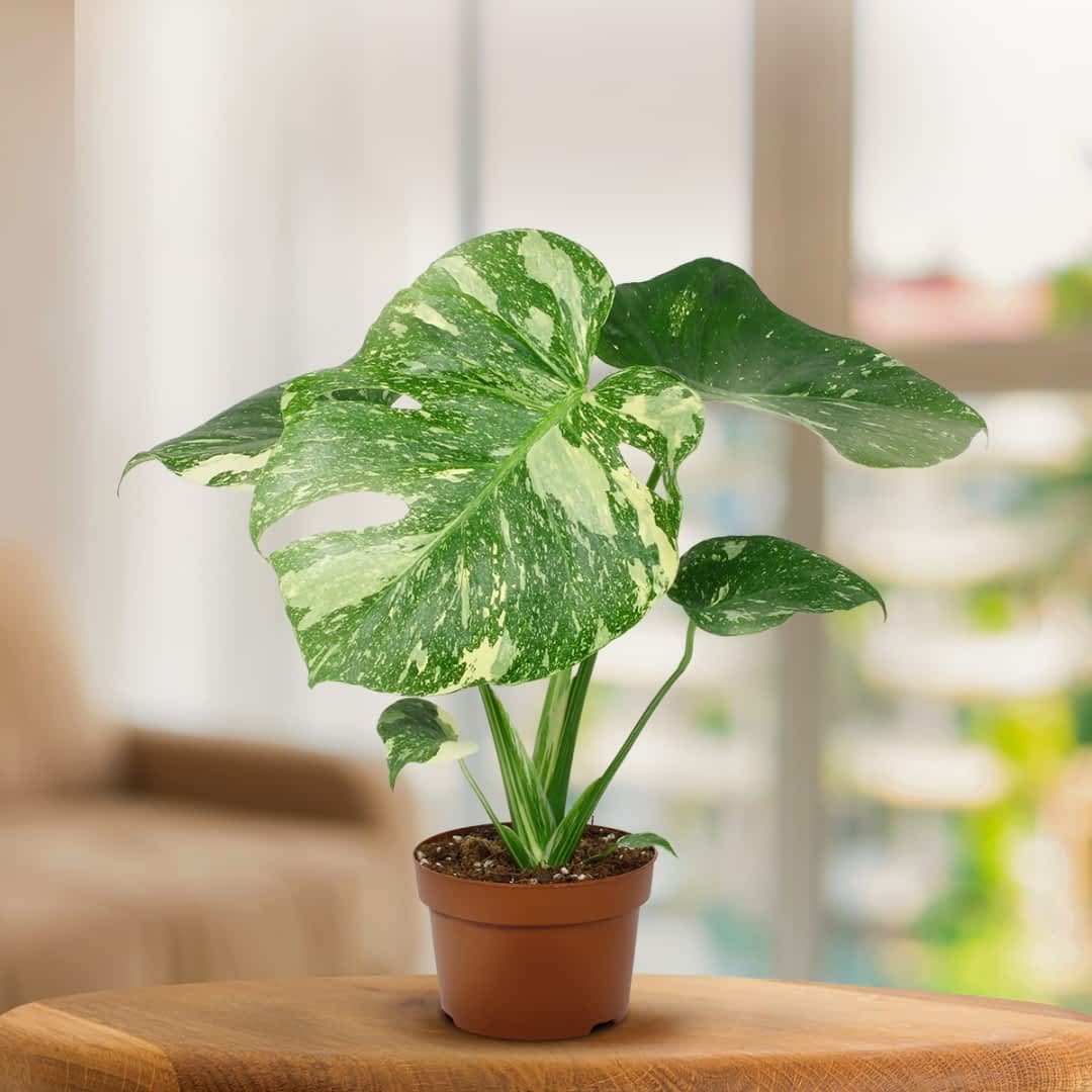 Co zrobi, by dwukolorowa monstera miaa jasno wybarwione licie? -  e-ogrody - Porady