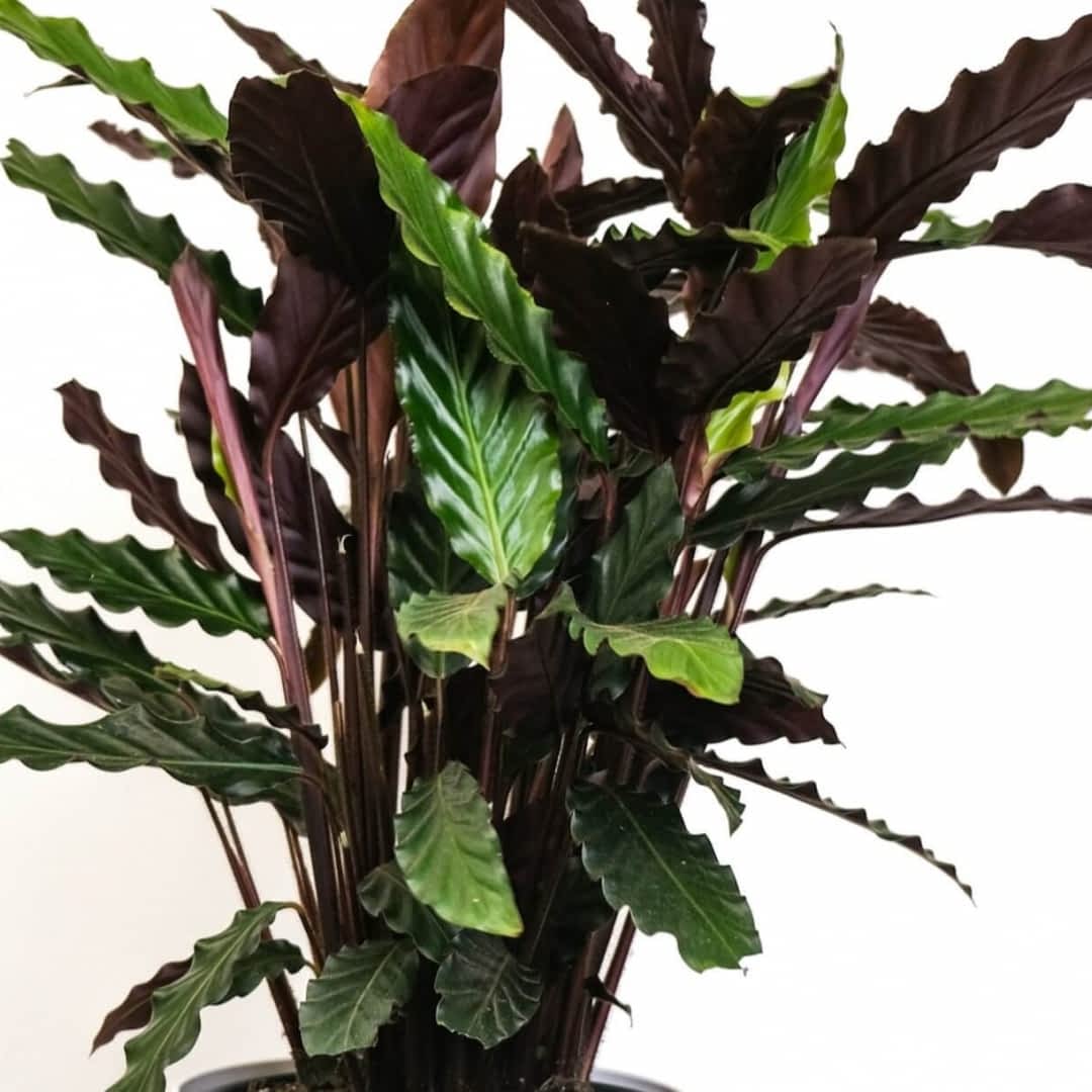 Calathea rufibarba - uprawa, stanowisko, pielgnacja, rozmnaanie - e-ogrody