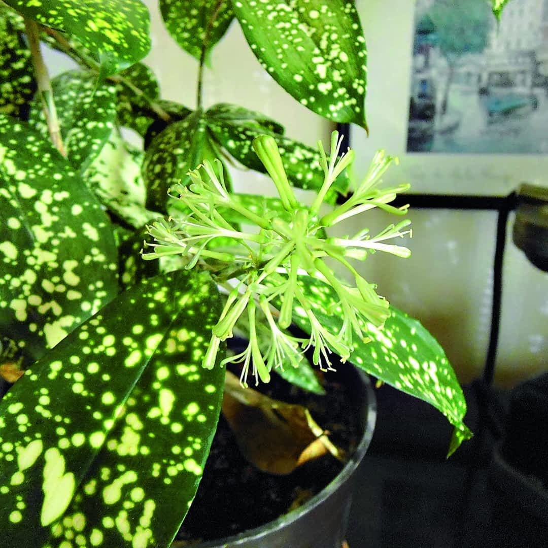 Dracena. Jak rozmnoy dracen rozgazion (Dracaena surculosa)? [Ekspert  radzi] - e-ogrody - Rozmnaanie rolin