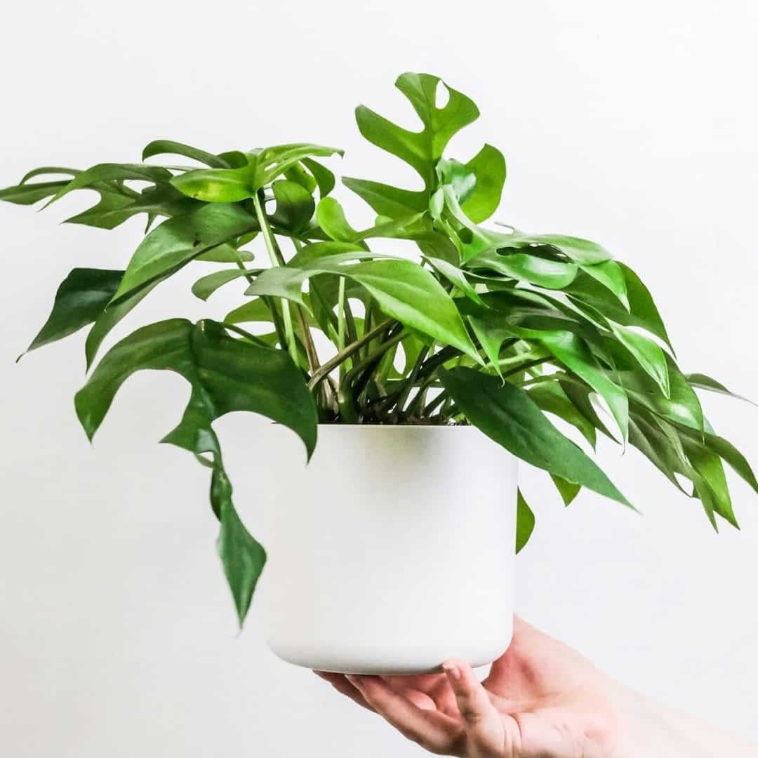 Monstera Minima - stanowisko, uprawa, pielgnacja, choroby - e-ogrody