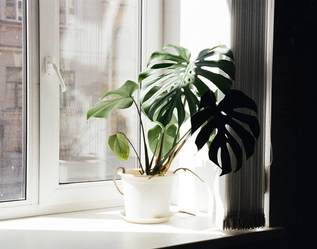 Przelana monstera  jak j uratowa? - e-ogrody - Roliny doniczkowe