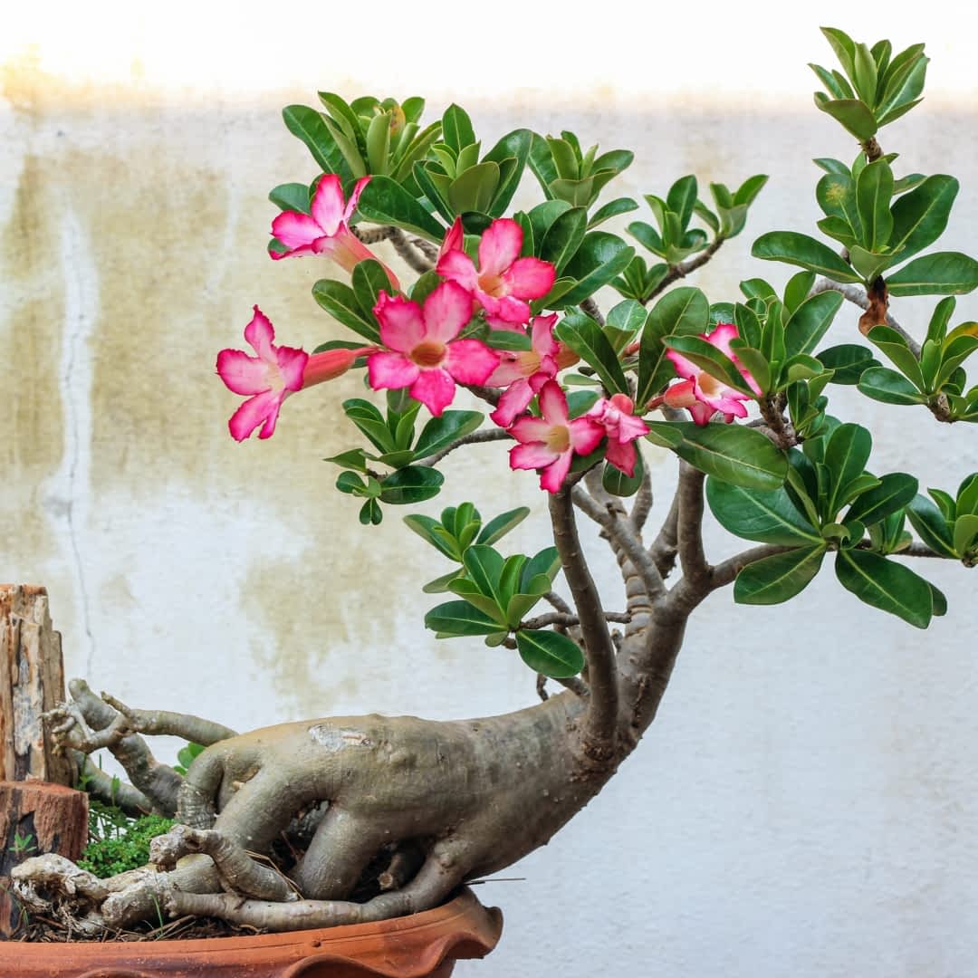 Najlepsze roliny domowe na bonsai - e-ogrody - Roliny doniczkowe