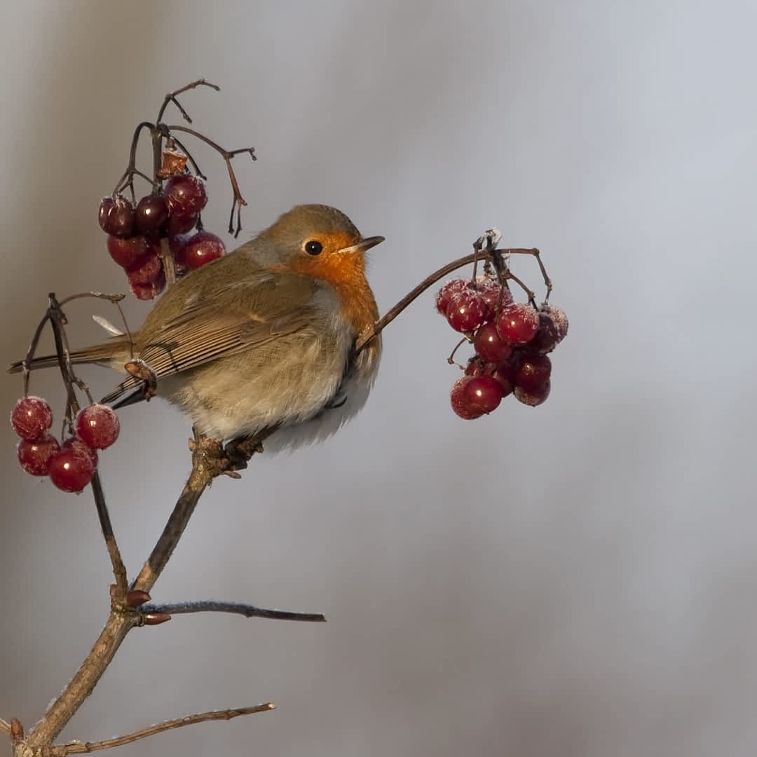 Rudzik W Zimowym Ogrodzie E Ogrody