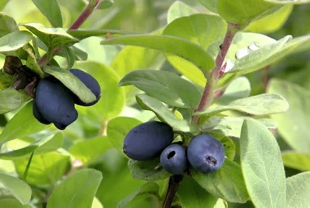 Jagoda kamczacka - e-ogrody - Owoce i warzywa w ogrodzie