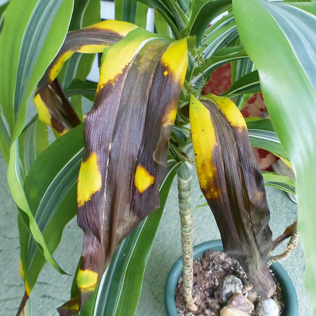 Chora dracena - e-ogrody - Choroby rolin