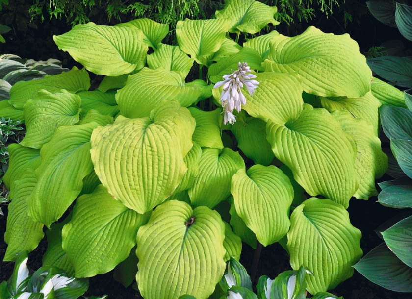 FUNKIA ( HOSTA FORTUNEI ) ' AUREA ' - ROSLINA , BYLINA , KWIAT FOT. LILIANNA SOKOLOWSKA PUBLIKACJA OGRODY NR 8 (148) - 8 2011