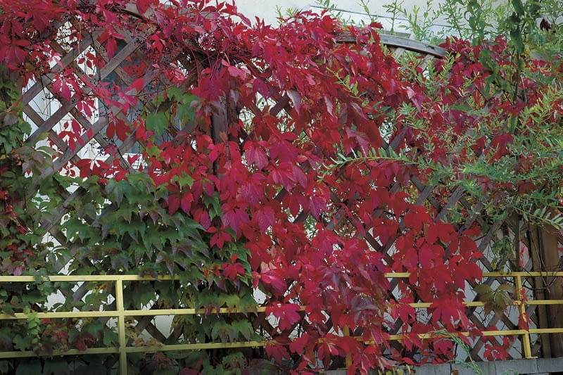 29.09.2007 WINOBLUSZCZ PIECIOLISTKOWY - ROSLINA , PNACZE FOT. EWA NARKIEWICZ PUBLIKACJA KWIETNIK NR 12 (180) - 12 2009 PUBLIKACJA LADNY DOM NR 5 (139) - 5 2010