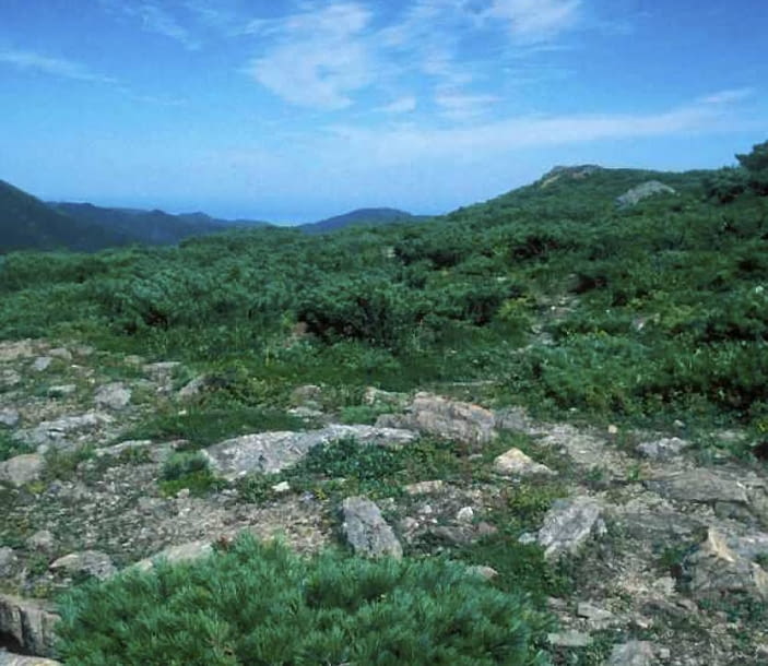 Sosna karlowa  Pinus pumila Encyklopedia roślin: Sosna karlowa  Pinus pumila