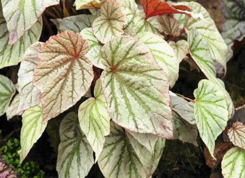 SLOWA KLUCZOWE: ABELE CARRIERE begonia