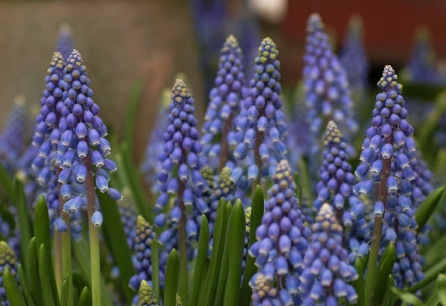 Encyklopedia roślin: Szafirek armenski