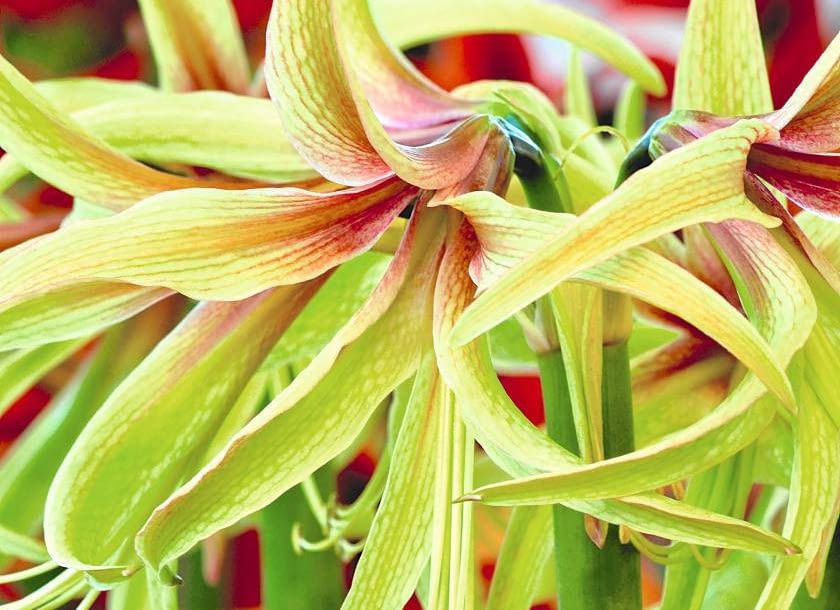 HIPEASTRUM 'TARANTULA' to jedna z nowych odmian o wyjątkowo wąskich płatkach i zaskakującej kolorystyce.