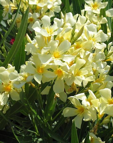 Oleander pospolity (Nerium oleander) w zależności od odmiany ma kwiaty białe, kremowe, żółte lub różowe 22.06.2003 WLOCHY GENUA KRZEWY LISCIASTE KWIATY OZDOBNE ROSLINY DONICZKOWE OLEANDER KWIATY ODMIANY