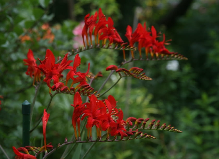 Krokosmia 'Lucifer' Krokosmia 'Lucifer' - jednorazowo