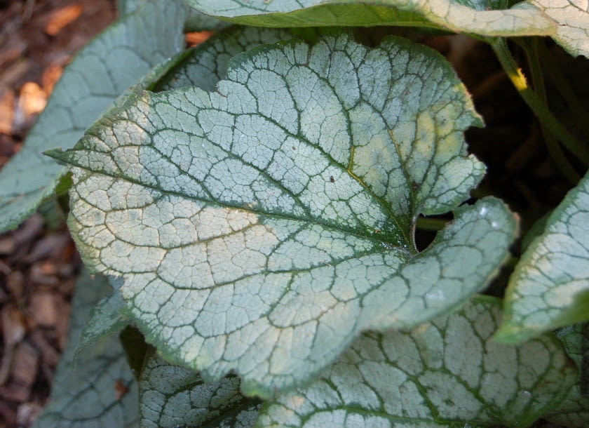 Encyklopedia roślin: Brunnera macrophhylla