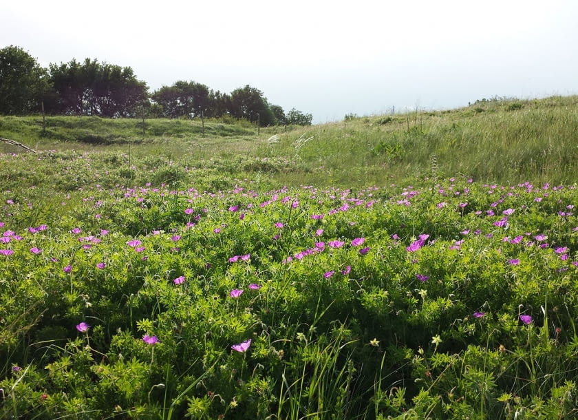 Encyklopedia roślin: Geranium sanguineum