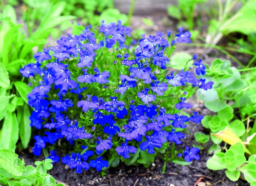 Lobelia przylądkowa przetrwa do wiosny w chłodzie.