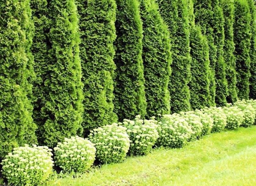 Odmiana żywotnika zachodniego 'Smaragd' tworzy bardzo regularny, elegancki szpaler. Poza tym jest odporna na mróz Odmiana żywotnika zachodniego 'Smaragd' tworzy bardzo regularny, elegancki szpaler. Poza tym jest odporna na mróz