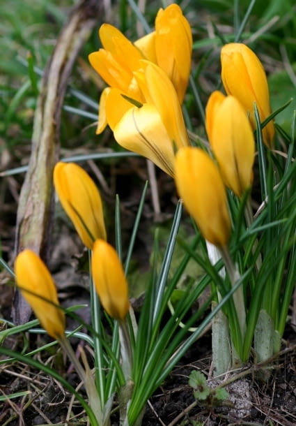 22.03.2004 WARSZAWA - LAZIENKI KROLEWSKIE - PIERWSZE OZNAKI WIOSNY NZ KWITNACE KROKUSY KROKUS CROCUS ROSLINA CEBULOWA WIOSNA FOT. ADAM KOZAK / AGENCJA GAZETA