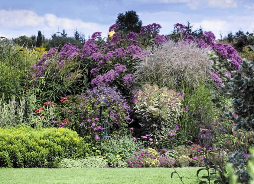 Potężny sadziec purpurowy i kępa miskantów zdobią stylową angielską rabatę w okresie, gdy wiele kwiatów już przekwitło. Warto czekać do jesieni, by podziwiać taki widok.
