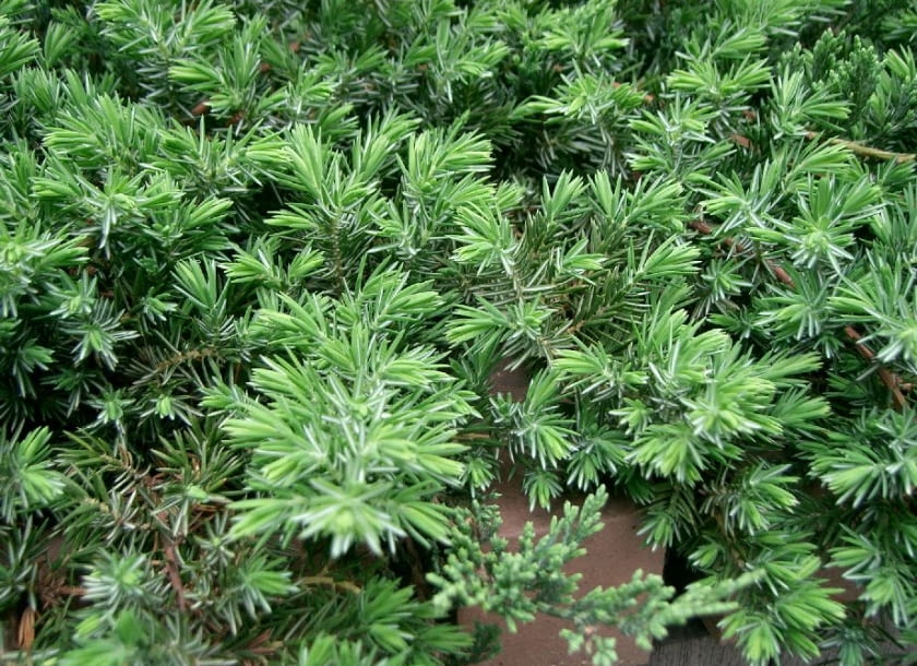 Encyklopedia roślin: Jalowiec nadbrzezny  Juniperus conferta   Blue Pac