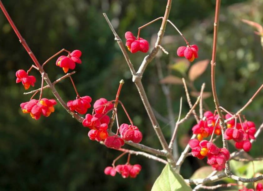 Krzewy z ozdobnymi owocami piękne jesienią i zimą. Trzmielina pospolita (Euonymus europaeus) ROSLINY KRZEW TRZMIELINA POSPOLITA EUONYMUS EUROPAEUS ' RED CASCADE OWOCE FOT. PIOTR LATOCHA PUBLIKACJA OGRODY NR 11 (103) - 11 2007 SLOWA KLUCZOWE: ROSLINY OWOCE ZDJĘCIE DO WKŁADKI: PUBLIKACJA OGRODY NR 11 (103) - CZASOPISMA