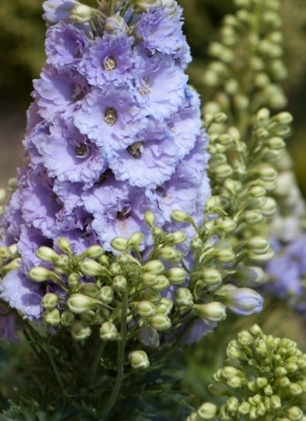 Encyklopedia roślin: Ostrozka ogrodowa Elatum  Misty mauves