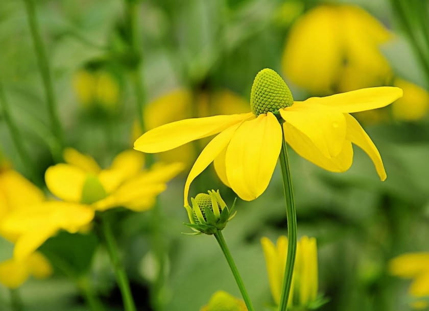 Rudbekia lsniaca Rudbeckia nitida ma zolte kwiat Encyklopedia roślin: Rudbekia lsniaca Rudbeckia nitida ma zolte kwiat