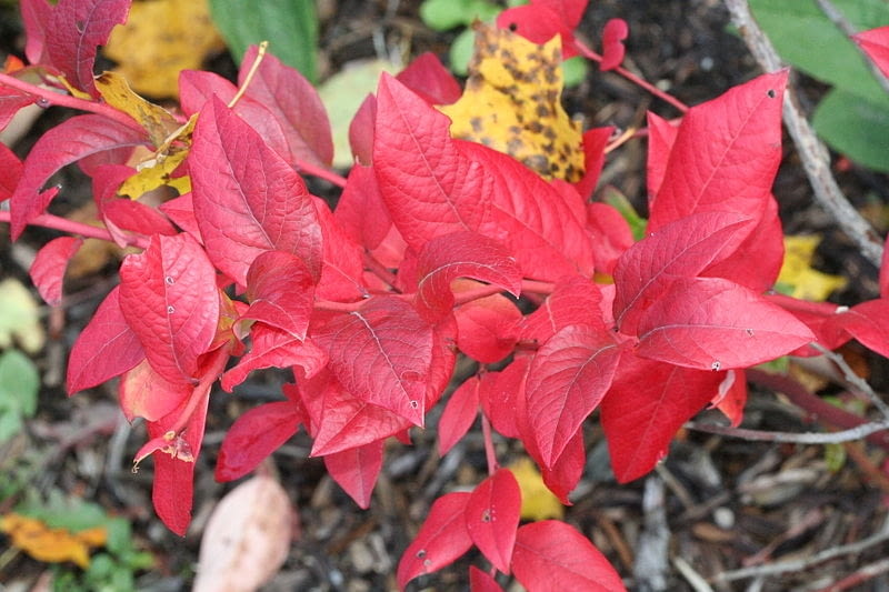 Encyklopedia roślin: Borowka wysoka  inaczej amerykanska  Vaccinium cor