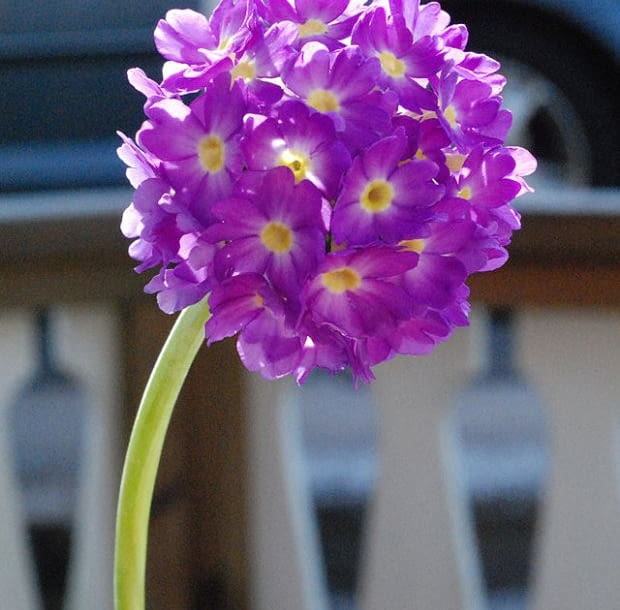 Encyklopedia roślin: Pierwiosnek zabkowany Primula denticulata