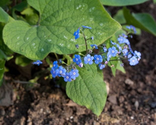 Encyklopedia roślin: Brunnera macrophhylla