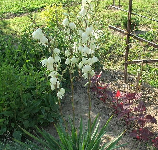 Encyklopedia roślin: Juka karolinska