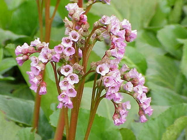Encyklopedia roślin: Bergenia  Bergenia  to dlugowieczna bylina  Ma roz