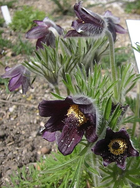 Sasanka lakowa Pulsatilla pratensis inaczej Anemo Encyklopedia roślin: Sasanka lakowa Pulsatilla pratensis inaczej Anemo