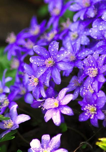 Przylaszczka pospolita