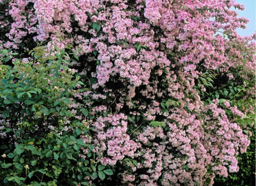 Kolkwitzia amabilis (June) SLOWA KLUCZOWE: Blume Blumen Farbe Farben Form Formen Juni Laub Pflanze Pflanzen Portrait Sommer Spr^ssling Spr^?linge Strauch Str ucher bl´hend pink rosa <berfluss Hochformat