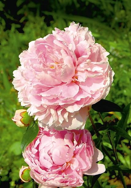 ONE TIME USE ONLY DO JEDNORAZOWEGO UZYCIA ROSLINY KWIATY PIWONIA CHINSKA PAEONIA LACTIFLORA ' SARAH BERNHARDT ' FOT. JOLANTA PIEKARZ PUBLIKACJA OGRODY NR 6 (122) - 6 2009