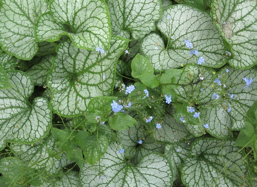 Encyklopedia roślin: Brunnera macrophhylla