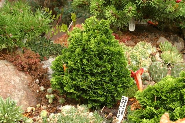 13.07.2003 SWIDNICA WOJEWODZTWO DOLNOSLASKIE OGROD PRYWATNY KOLEKCJONERA ROSLIN PANA ZDZISLAWA CHLEBICKIEGO ZDZISLAW CHLEBICKI OGRODEK SKALNY IGLAKI MINIATURKI ODMIANA KOLEKCJA CHAMAECYPARIS OBTUSA NANA BARTLEY CYPRYSIK TEPOLUSKOWY